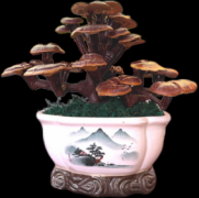 最适合摄生党的滋补奶茶来